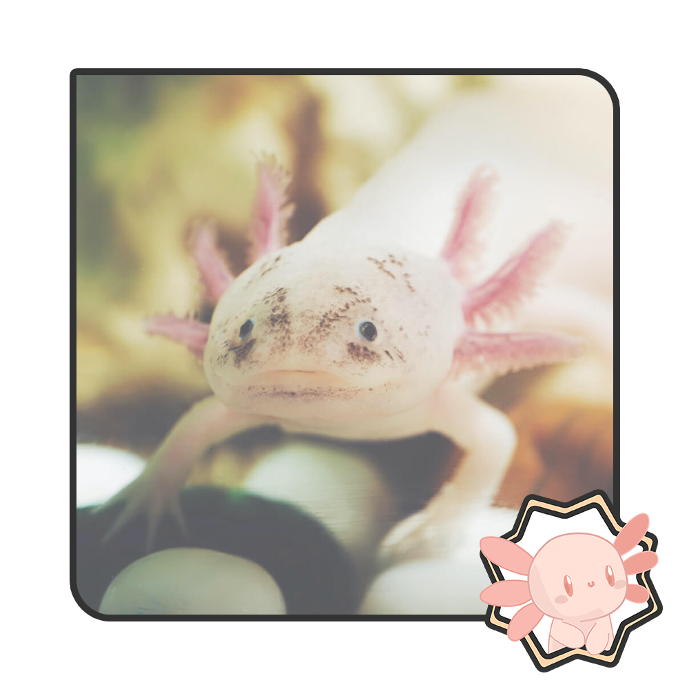 Axol the Axolotl