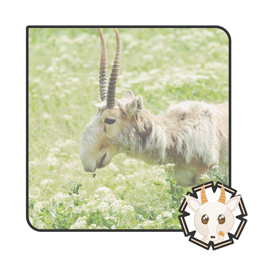 Carl the Saiga Antelope
