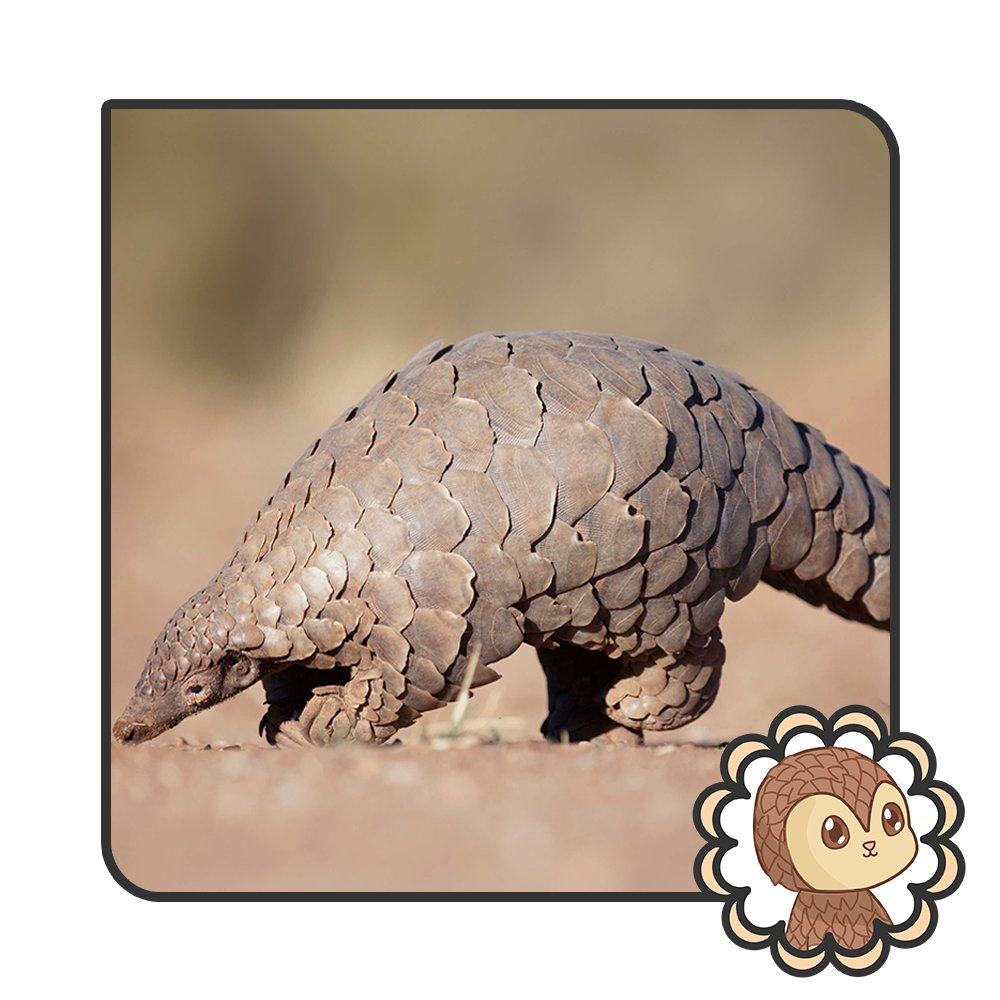 Java the Pangolin