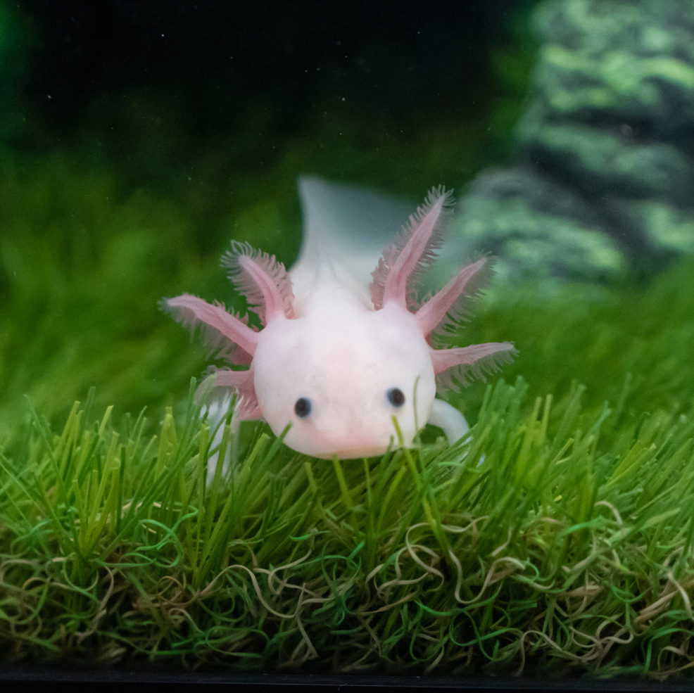 A pale pink axolotl fish swimming above bright green aquarium grass in a tank.