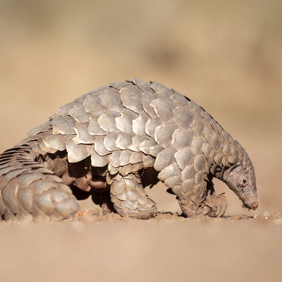A close-up photograph of a pangolin with overlapping gray-brown scales walking on sandy ground against a soft beige background.